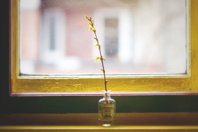 Close-up of yellow flower on window sill