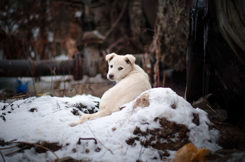White animal on snow covered land