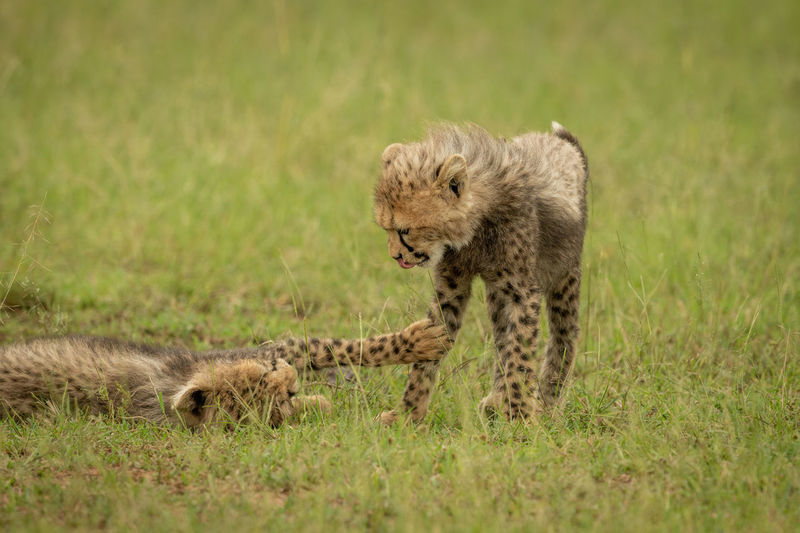 Close-up of cheetah cub lying slapping another