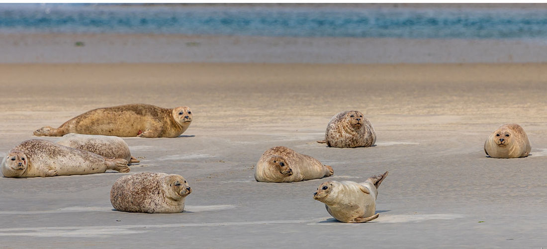 View of sheep on beach