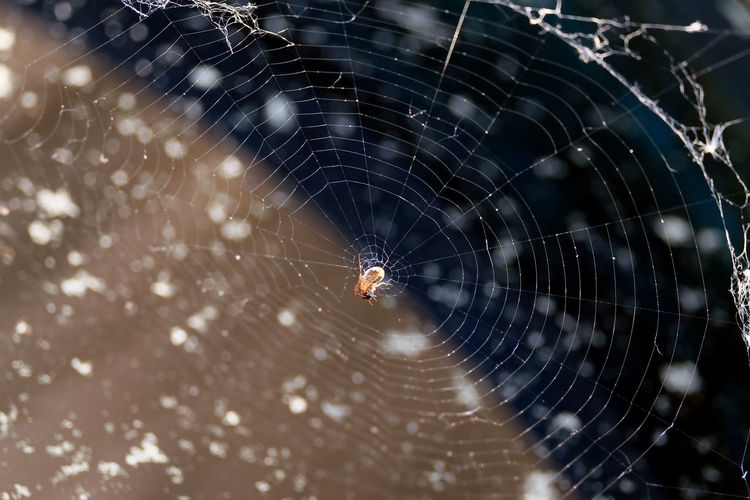 Motionless spider sits in the center of thin round spider web on blur background close up
