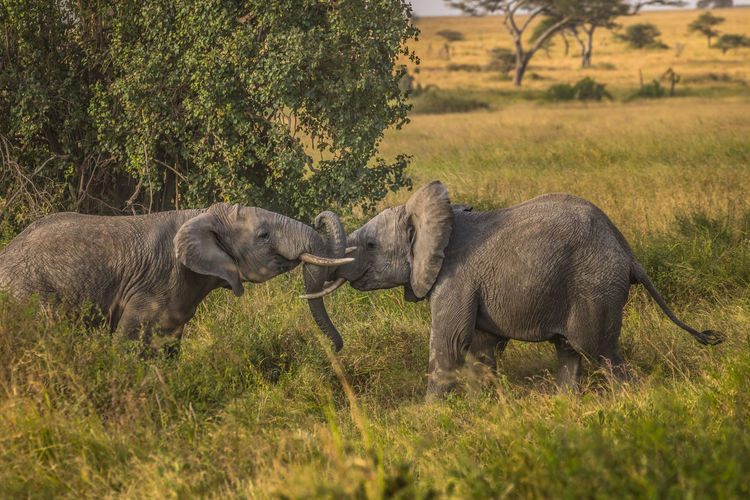 Side view of two elephants fighting for dominance
