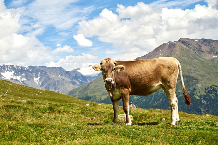 Cow on field against mountain range