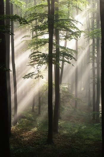 Sunlight streaming through trees in forest. foggy nature forest background. summer season