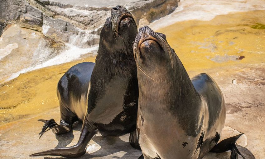 View of sea lions  on rock