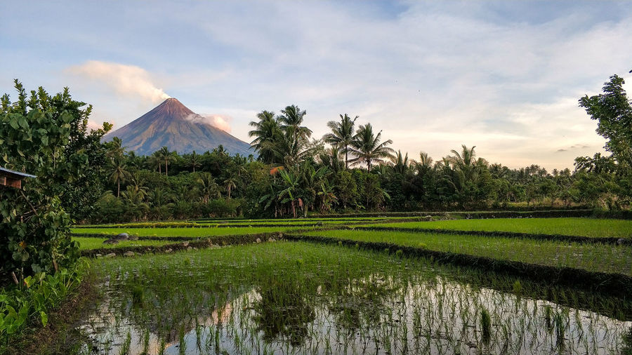 Tranquil scenic view of a rice field and a volcano