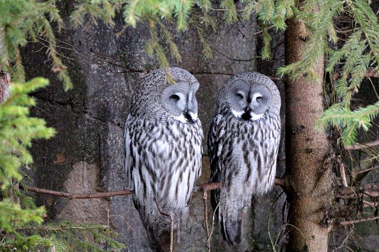 Owls perching on a tree