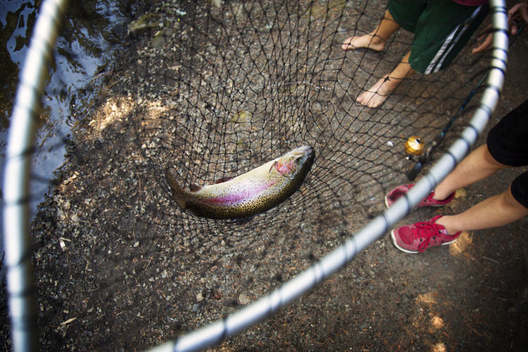 Boys with fish in net