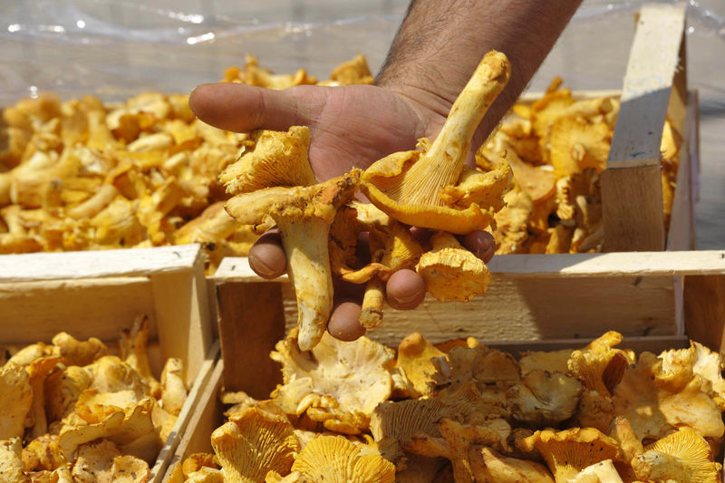 Yellow chanterelles picked in a forest in a wooden box