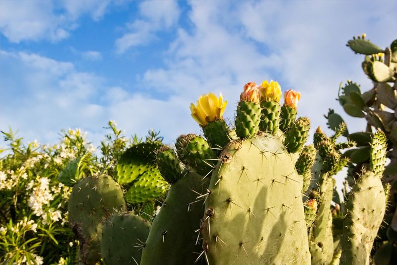Close-up of cactus plant against sky