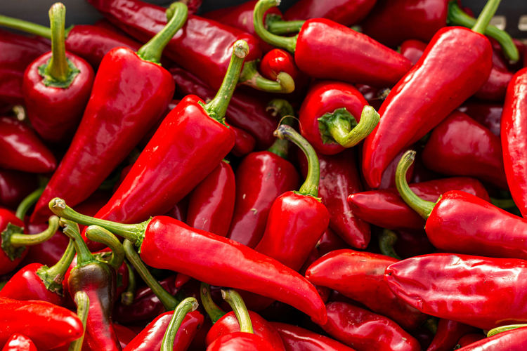 Chili harvest, espellete, pays basque, france 