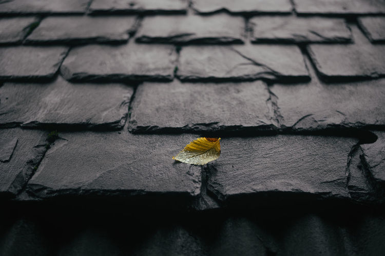 A single lone yellow leaf on a slate rooftop