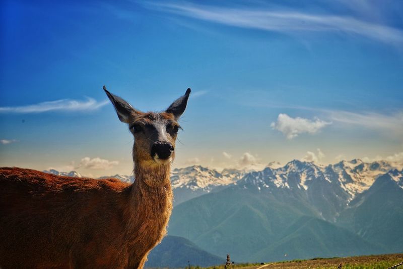 Portrait of a deer on mountain against sky