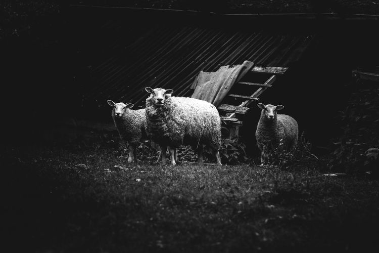 Sheep in farm at night