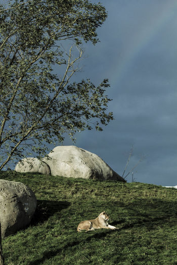 Dog on field against sky