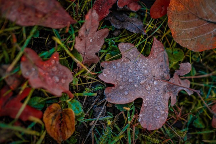 High angle view of dry maple leaves on field