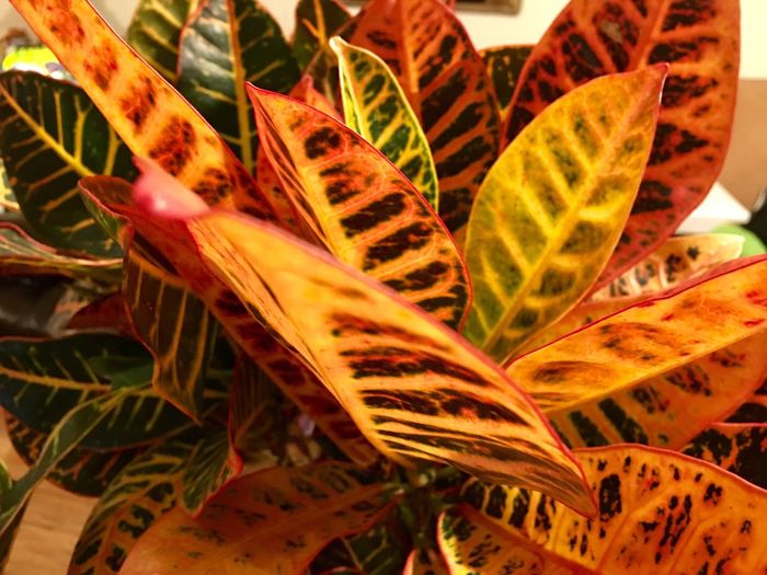 Close-up of orange plant