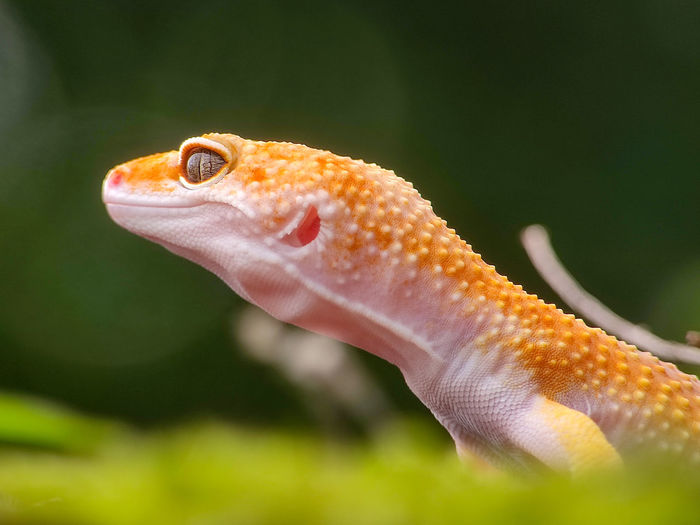 animal