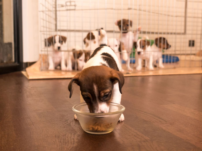 Small jack russell puppy eating from a bowl