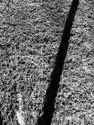 High angle view of shadow on field