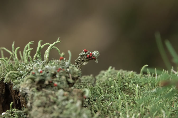 plant