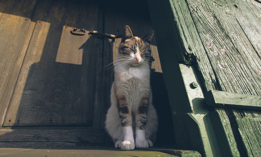 A cat sitting in a granary entrance,