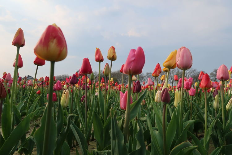 Close-up of tulips in field against sky