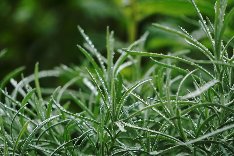 Close-up of wet grass on field  - curry plant 