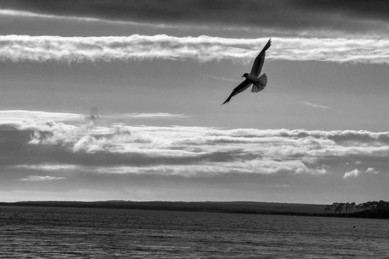Bird flying over sea against sky