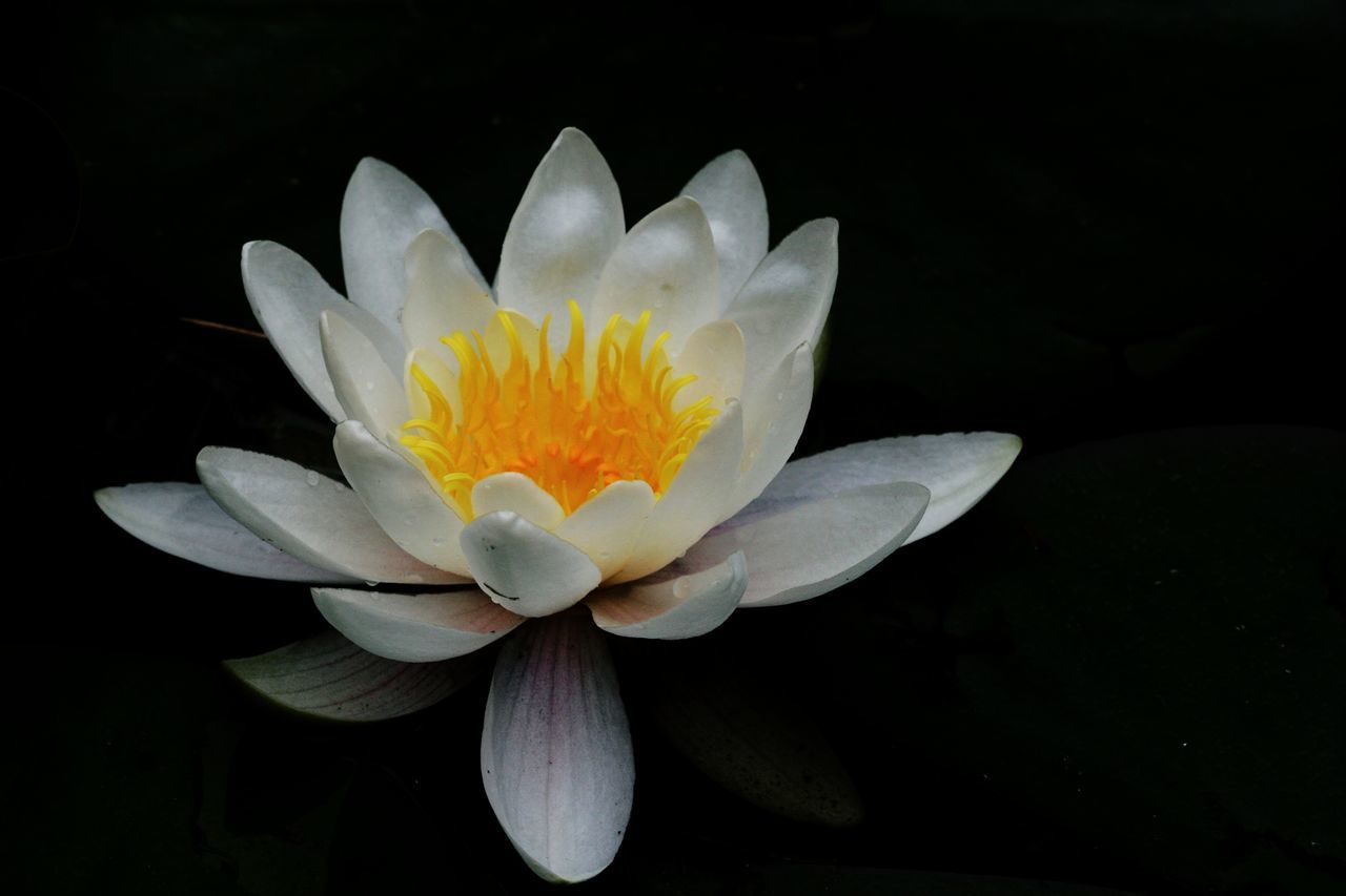 CLOSE-UP OF LOTUS WATER LILY AGAINST BLACK BACKGROUND