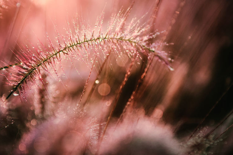 Macro shot of water drops on red flower