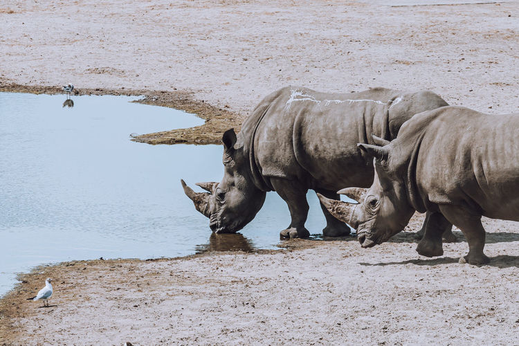 Rhinoceros drinking water
