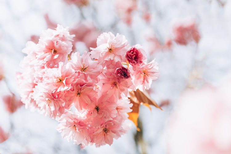 Beautiful pink sakura flowers, cherry blossom during springtime against blue sky
