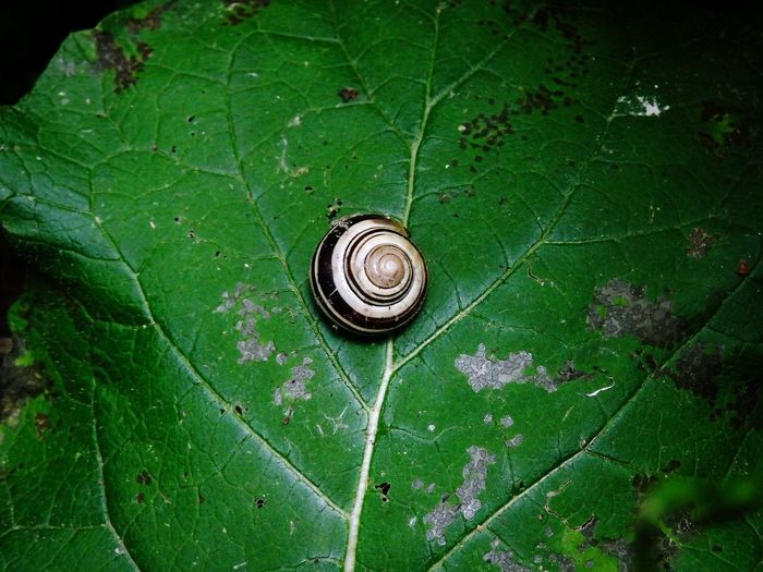 High angle view of snail on leaf