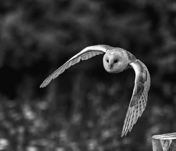 Close-up of bird