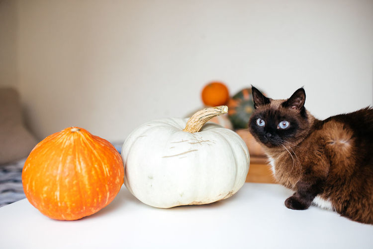 Portrait of cat on pumpkin