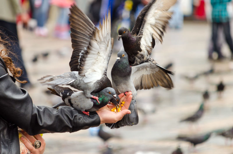 Cropped hand feeding pigeons