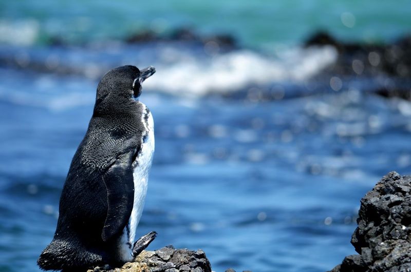Close-up of bird perching on rock