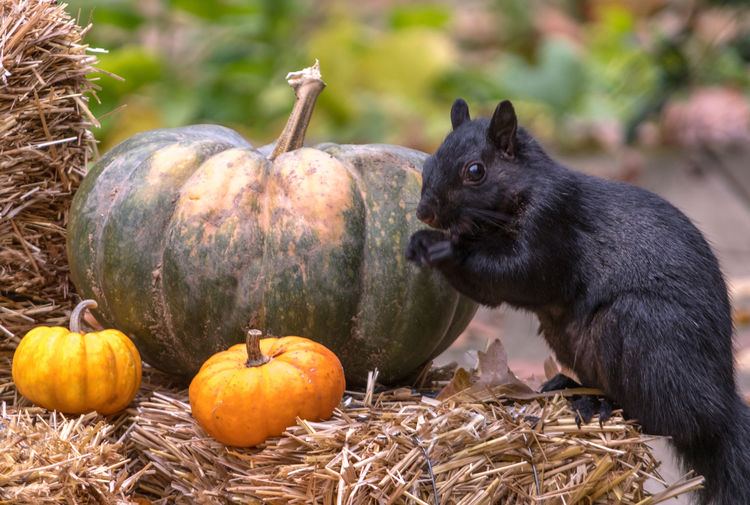 A happy squirrel seems delighted at discovering fall pumpkins