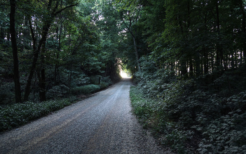 Gravel road amidst trees in forest