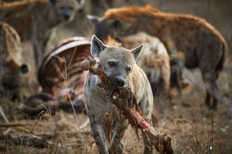 Hyenas eating a carcass in kruger