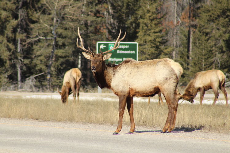 Deer on road against trees