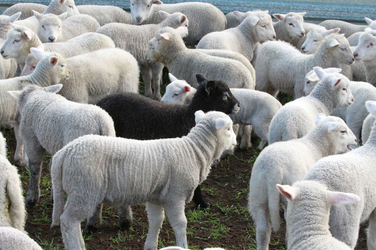 Black sheep amongst a group of white sheep. don't be afraid to stand out from the crowd.