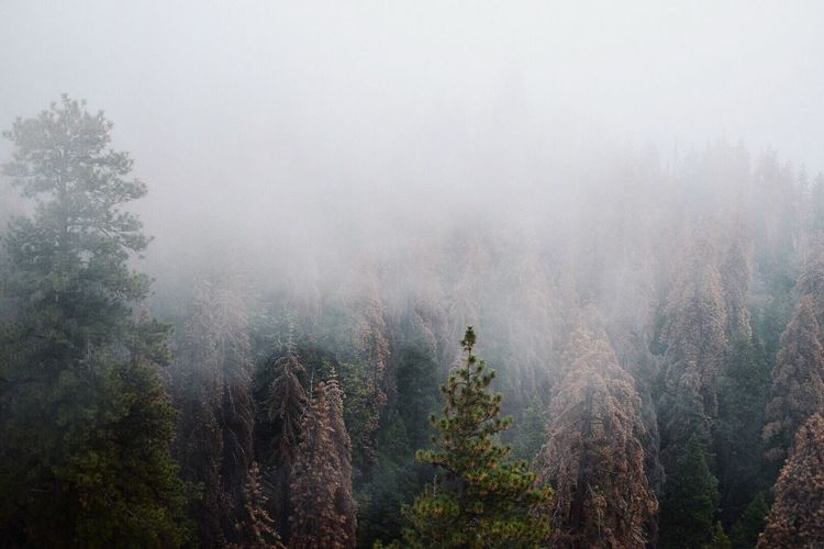 Trees in forest during foggy weather