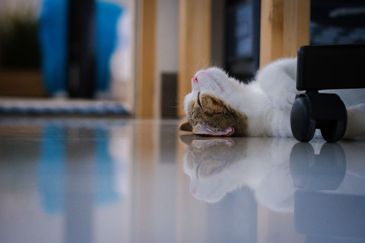Cute scottish kitten sleep on floor