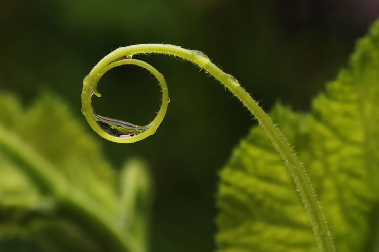Close-up of wet fern
