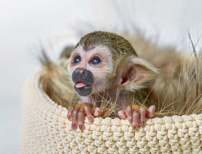 Close-up of young squirrel monkey in knitted bag