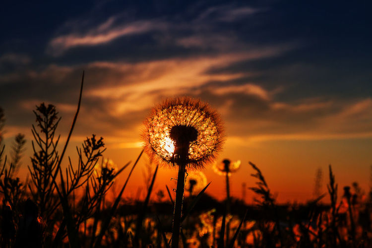 Low angle view of dandelion growing on silhouette field against sky during sunset