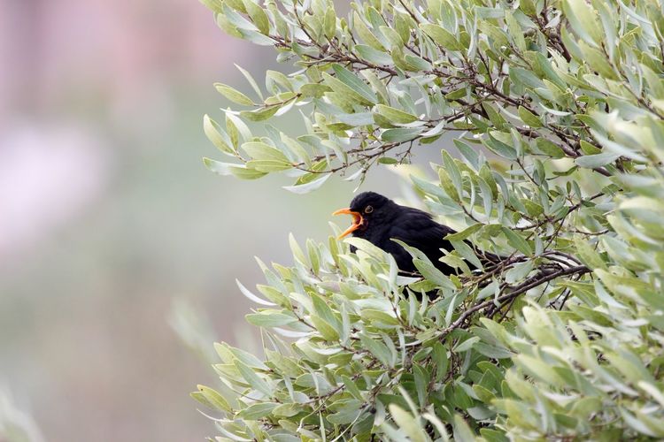 Black bird perching on a branch
