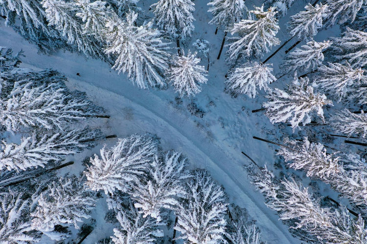 Close-up of snow covered pine tree in forest